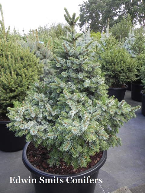 Picea omorika 'Morava'